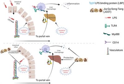 Jia-ga-song-tang protection against alcoholic liver and intestinal damage